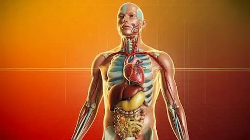 Digital Anatomy: A Deeper Look into the Human Body