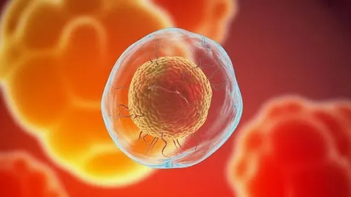 A 3D animated representation of a nucleus