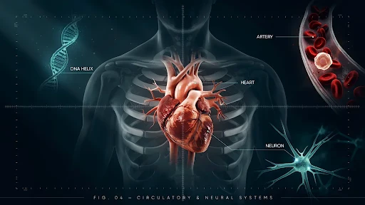 A comprehensive 3D animated medical visual