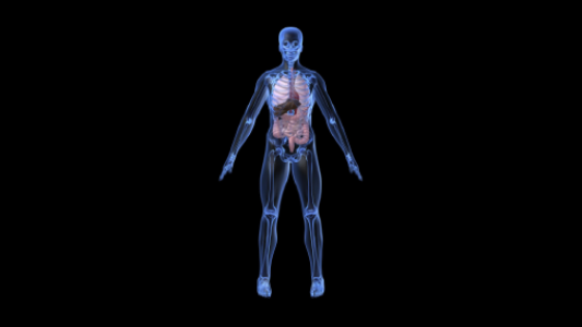 Medical Animation