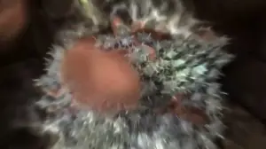 Scientific Animation