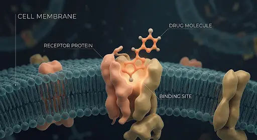 Cell membrane
