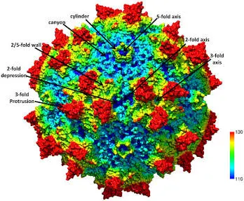 Visualizing Gene Therapy Delivery